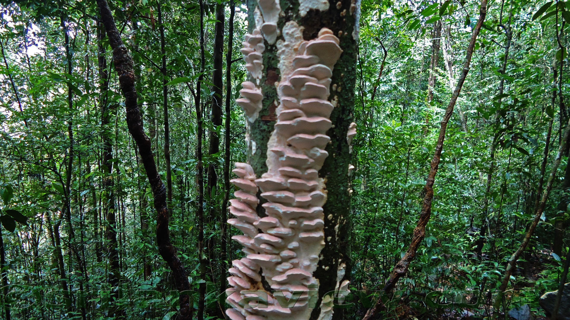 Singharaja Rain Forest